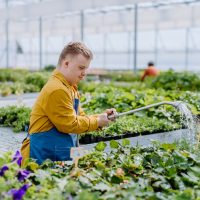 Happy young employee with Down syndrome working in garden centre, watering plants with a shower head